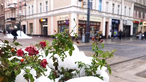 Roses in snow against the blurred backdrop of a busy city street. Stock Footage 261073741