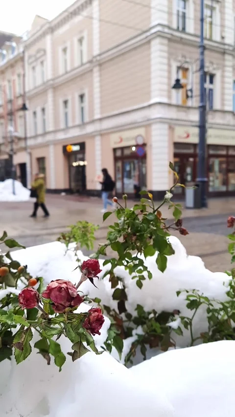 Roses in snow against the blurred backdrop of a busy city street. Stock Footage 262374931