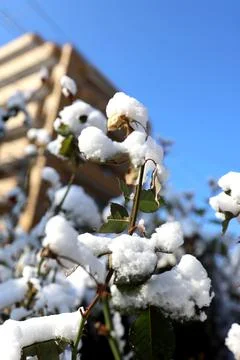Roses with snow Stock Photos