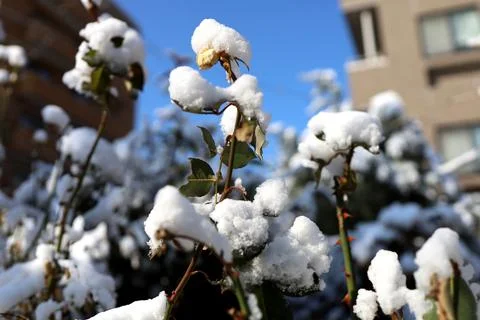 Roses with snow Stock Photos