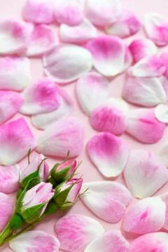 Roses soft focus Stock Photos