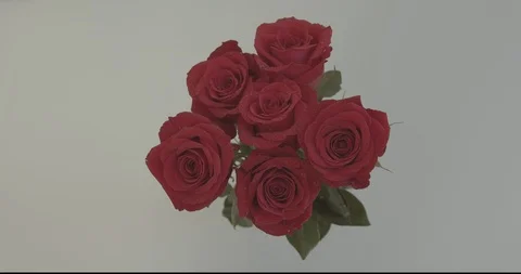Roses sprayed with Water on White Background Stock Footage 124042940