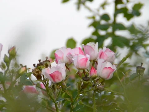 Roses in the spring. Related clips are in my portfolio in 1920x1080. Vídeos de archivo 45883430