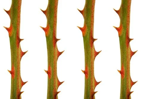 Roses stems pattern, white background. Foto stock