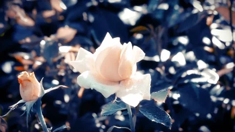 Roses in Summer Garden Stock Footage 104570185