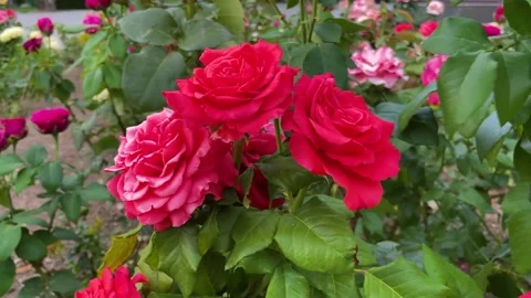 Roses sway in the wind 库存影片 205360907