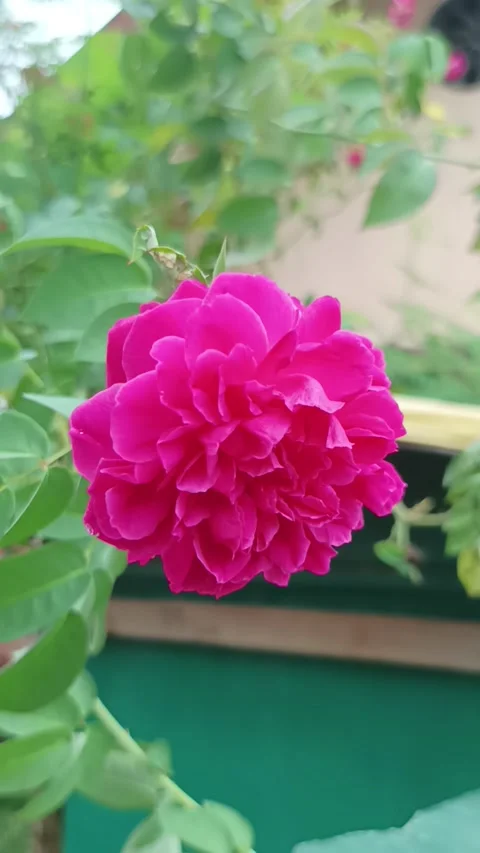 Roses sway in the wind Stock Footage 231768076