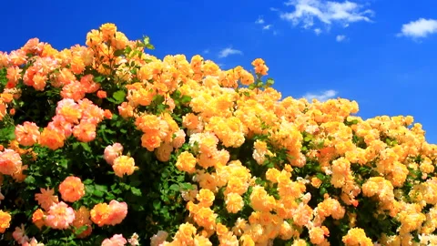 Roses Swaying in the Wind 스톡 동영상 330311446