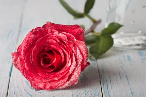 Roses on the table Stock Photos