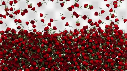 Roses transition – 3d render with alpha channel. Stock Footage 277452975