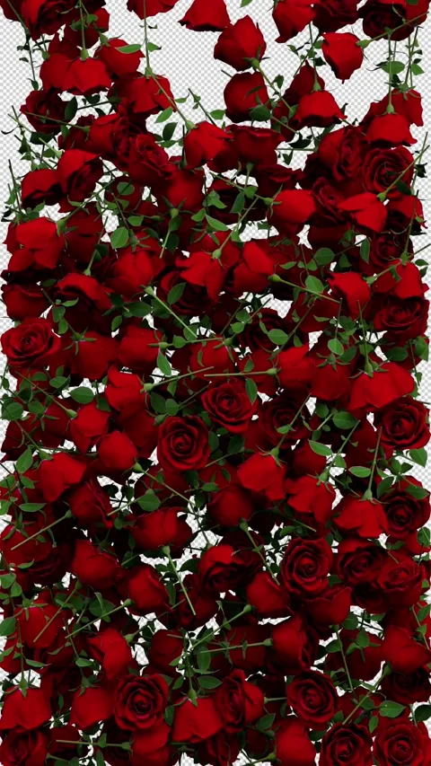 Roses transition – 3d render with alpha channel. Stock Footage 277627150