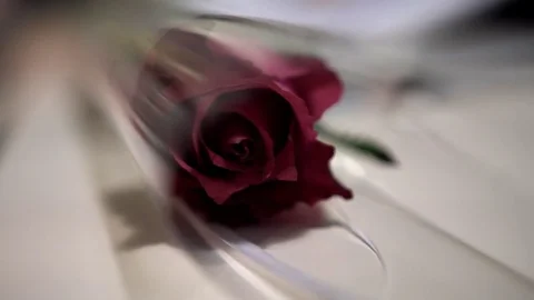Roses in transparent waterproof paper packaging on light surface, close-up, 4k Video stock 80038422