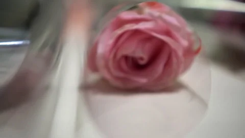 Roses in transparent waterproof paper packaging on light surface, close-up, 4k Stockbeeldmateriaal 80038423