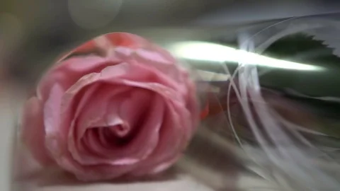 Roses in transparent waterproof paper packaging on light surface, close-up, 4k 库存影片 80038431