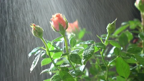 Roses under drops of water in a beautiful light Stock Footage 134670448