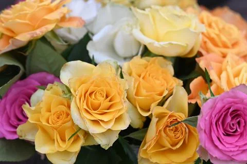 Roses in a variety of mixed colours. Stock Photos