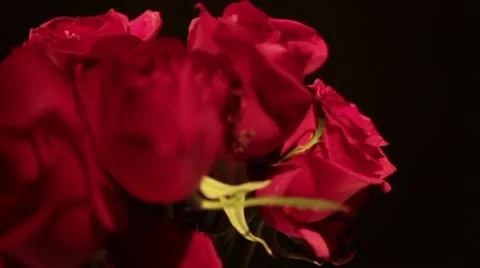Rose's in vase Video stock 11515313