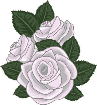 Roses vector illustration on white Illustrazione stock