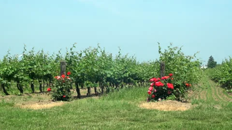 Roses at the Vineyard Stock Footage 24974227