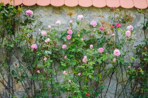 Roses on the Wall Background Stock Photos