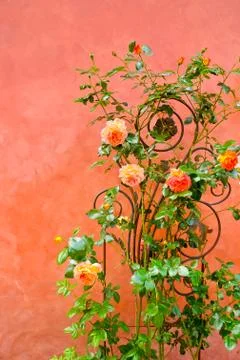 Roses on a wall Stock Photos