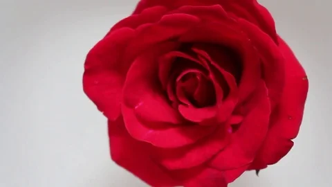 Roses in the water Stock Footage 72970929