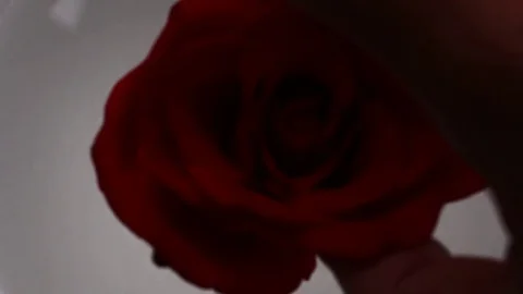 Roses in the water Stock Footage 72971025