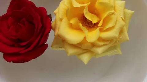 Roses in the water Stock Footage 72971033