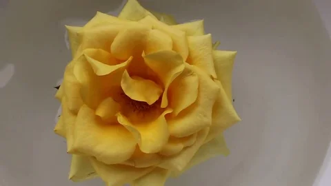 Roses in the water Stock Footage 72971042