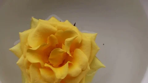 Roses in the water Stock Footage 72971052