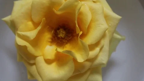 Roses in the water Stock Footage 72971054