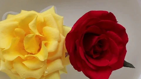 Roses in the water Stock Footage 72971079