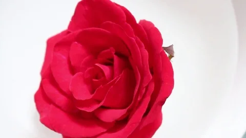 Roses in the water Stock Footage 72971558