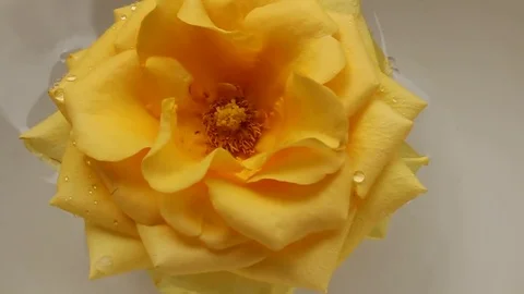 Roses in the water Stock Footage 72973025