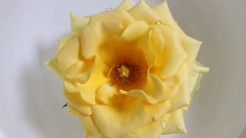 Roses in the water Stock Footage 72973046