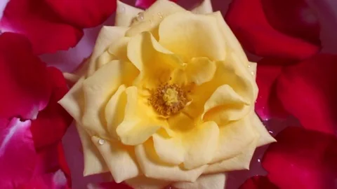 Roses in the water Stock Footage 72973057