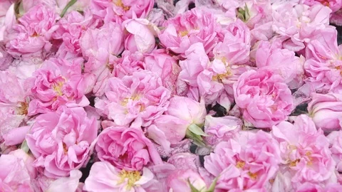 Roses in water Stock Footage 92168950
