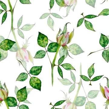 Roses. Watercolor pattern of bright pink roses. Botanical illustration of Stock Illustration
