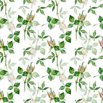 Roses. Watercolor pattern of bright pink roses. Botanical illustration of Stock Illustration