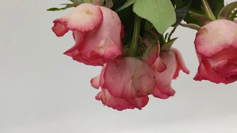 Roses on a white background Stock Footage 151687867
