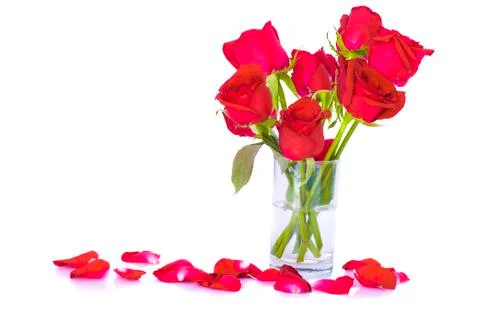 Roses with white background Stock Photos