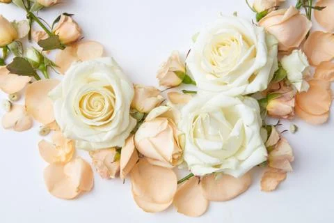 Roses on white background Stock-Fotos