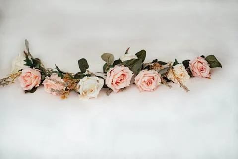 Roses on a white background Stock Photos
