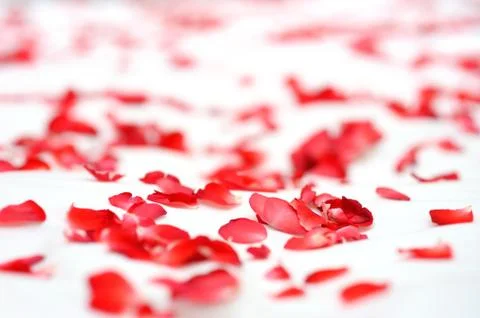 Roses on a white bed Stock Photos