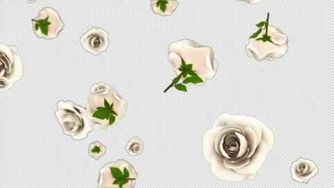 Roses White Falling Alpha Channel Looped Video Stock Footage 147498134