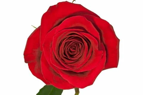 Roses on white. Stock Photos