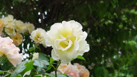 Roses - Wild Roses Blowing in the Wind Stock Footage 197072095