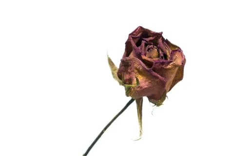 Roses wilt Stock Photos