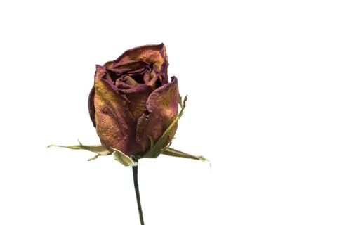 Roses wilt Stock Photos