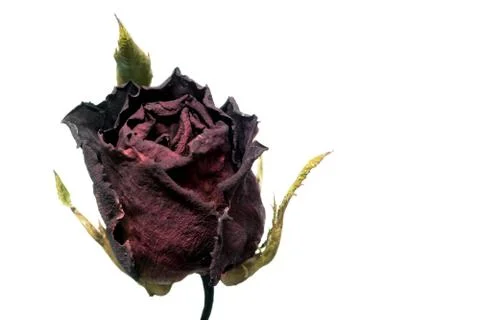 Roses wilt Stock Photos